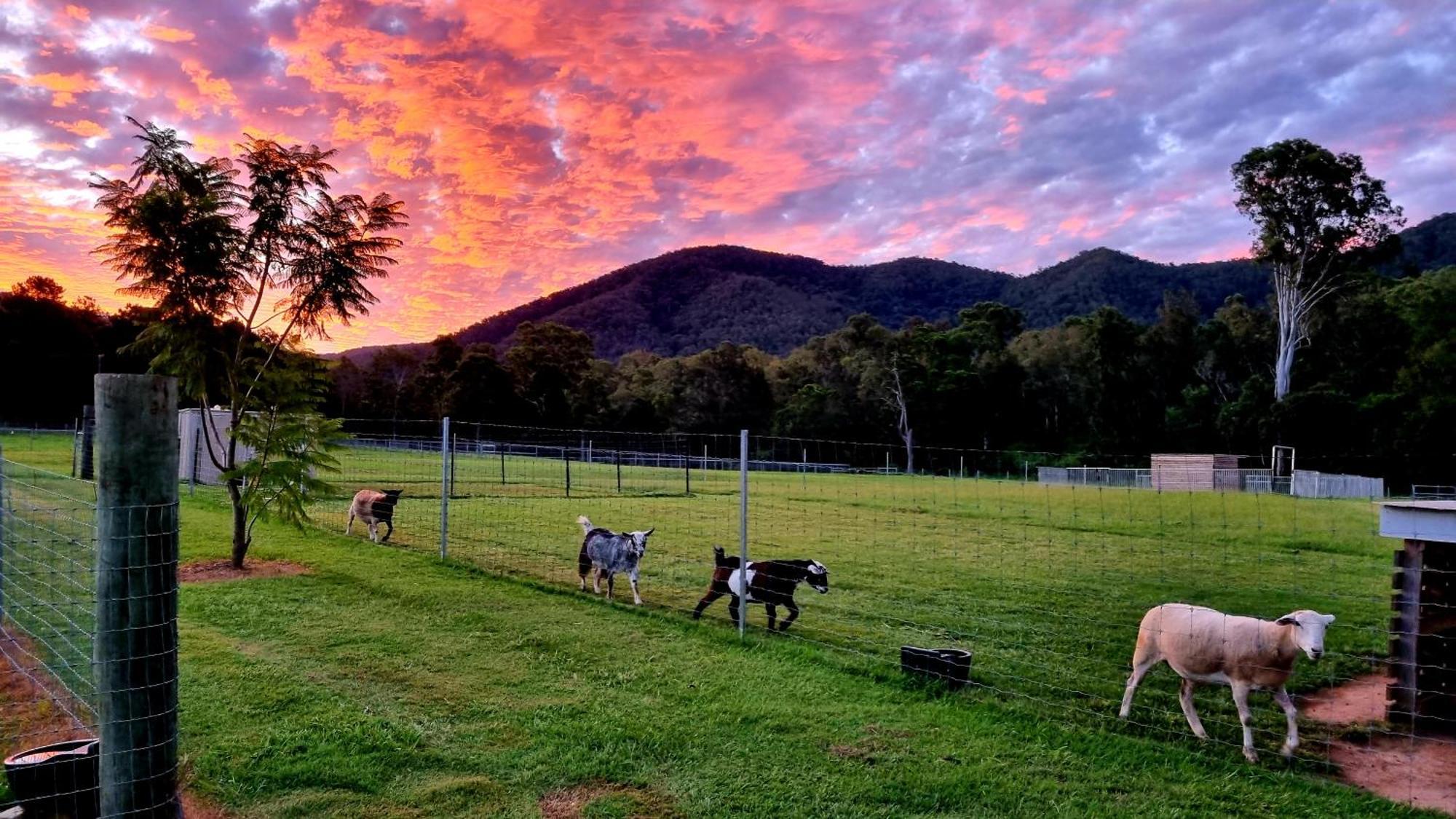 Fig Tree Farm B&B Highvale-Farmstay Near Brisbane! Exterior foto