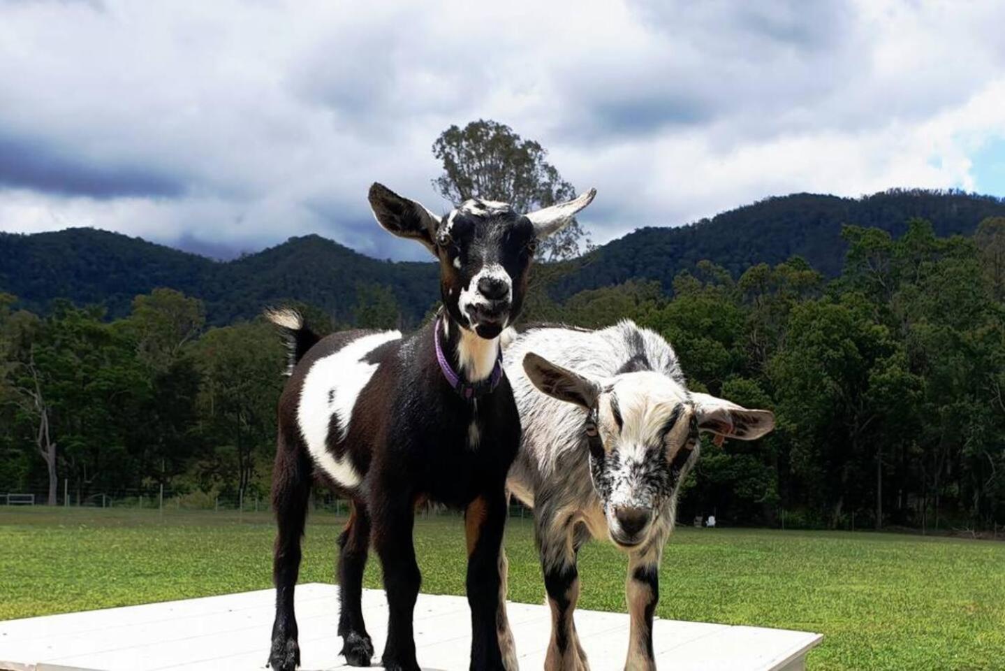 Fig Tree Farm B&B Highvale-Farmstay Near Brisbane! Exterior foto