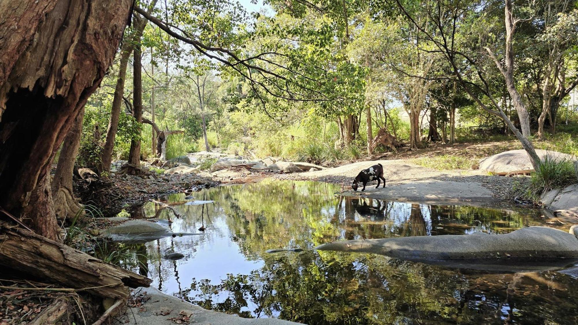 Fig Tree Farm B&B Highvale-Farmstay Near Brisbane! Exterior foto